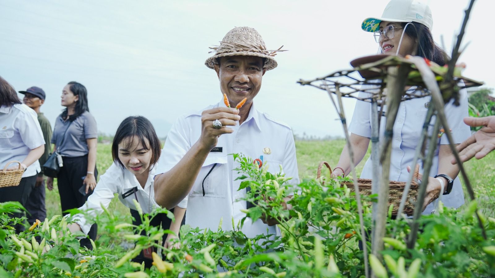 podiumnews.com-Diperpa Badung Panen Cabai di Subak Perang